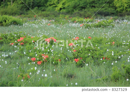 Kuwano tree basin 8327329