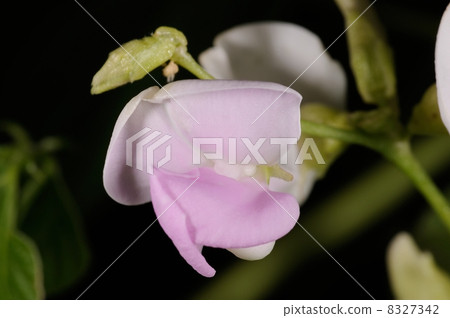 Sengoku bean flower Sengoku bean flower 8327342