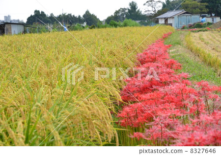 Scenery of Sagano 8327646