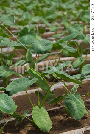 Taro field 8327730