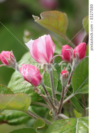 Flowering of apples 8327880