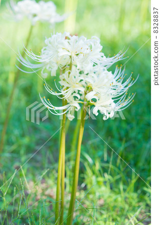 Cluster amaryllis Cluster amaryllis 8328837