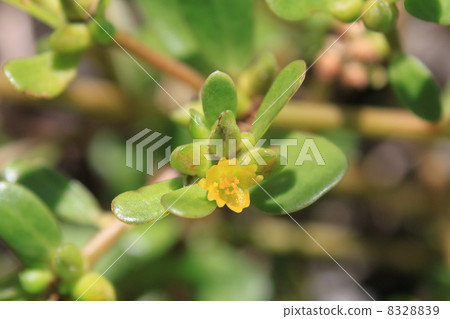 Portulaca oleracea花 8328839