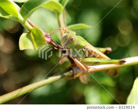Locust Locust 8329014
