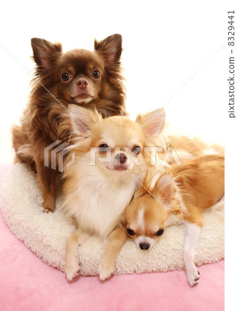 Chihuahua Chihuahua 8329441