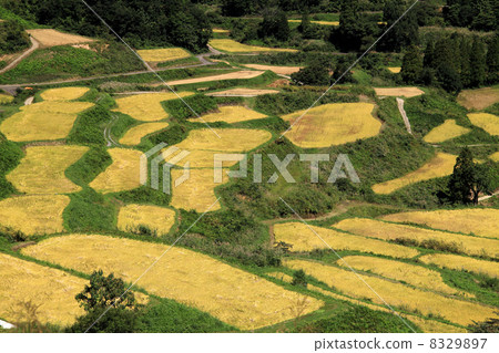 收穫前的梯田 8329897