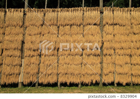 Rain sunny sun 8329904