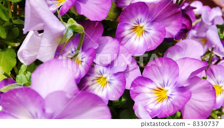 早春Panzi Viola系列綻放（紫色） 8330737