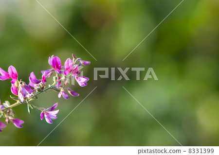 H花花卉圖片素材 8331399