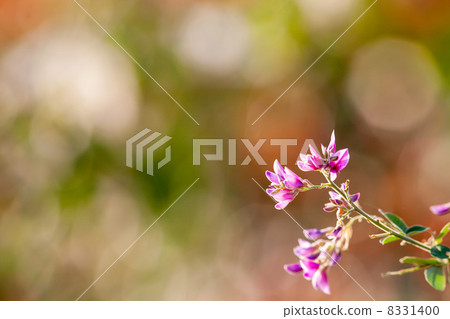 Hagi flower flower picture material 8331400