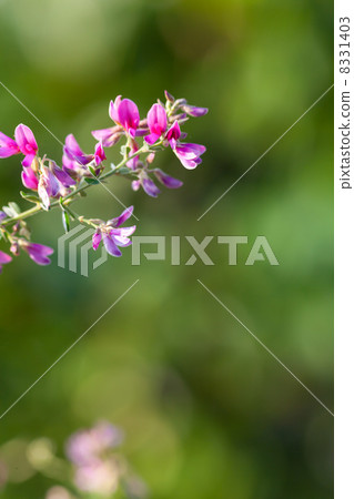 Hagi flower flower picture material Hagi flower flower picture material 8331403