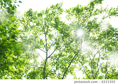 照片素材(图片): 透过树叶的阳光 生机勃勃 活力