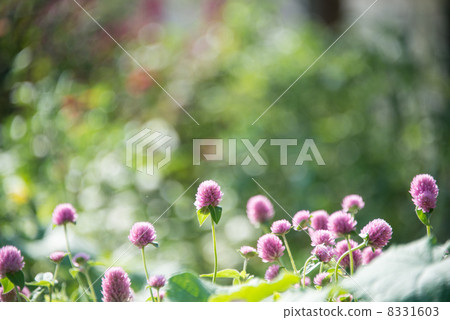 Sennengrass 7360px flower picture material Sennengrass 7360px flower picture material 8331603
