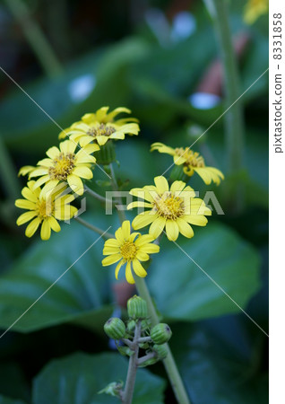 Ishige Tsubaki If it says either, it is glossy Tsuyubuki. 8331858