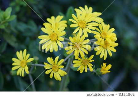 Ishikari Tsubaki這是一朵非常可愛的花。 8331862