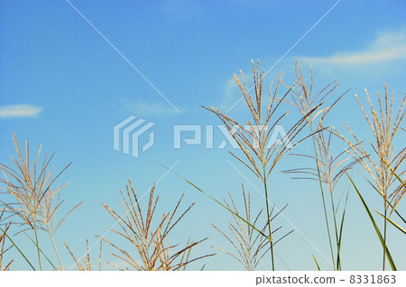 秋天的風景 8331863