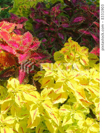 Colorful Colius flower bed Colorful Colius flower bed 8331903