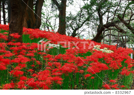 cluster amaryllis, callistephus chinensis, magnoliophyta 8332967