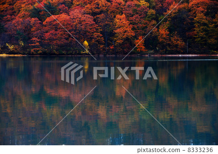 Naruko·湖秋葉 8333236