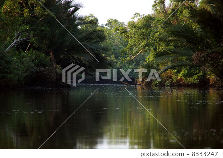 Borneo Island Jungle Cruise 8333247