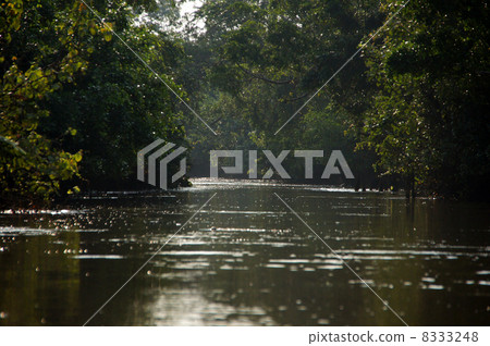 Borneo Island Jungle Cruise 8333248