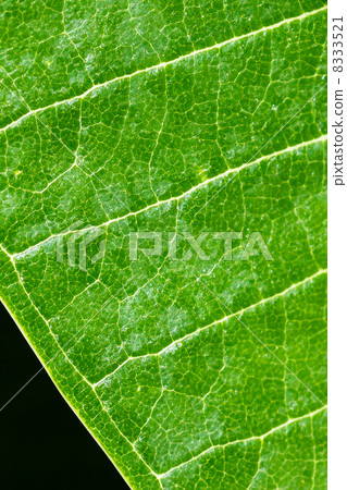 Green Leaf showing Veins isolated on Black Background, Closeup 8333521
