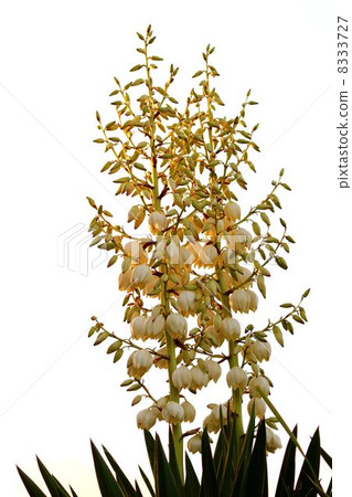 絲蘭接收日落 8333727