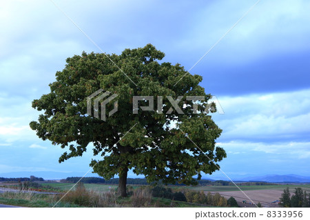 Seven Star Tree Seven Star Tree 8333956