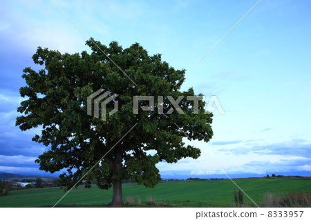 Seven Star Tree Seven Star Tree 8333957