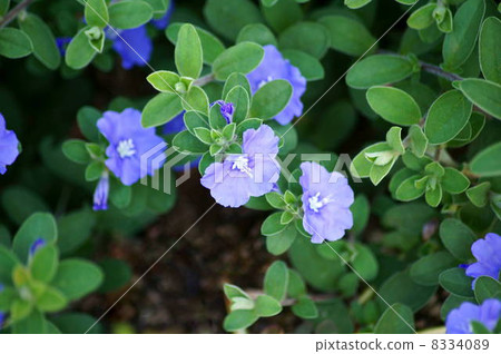 American Blue Calling Ryo: Evolborbus American Blue Calling Ryo: Evolborbus 8334089