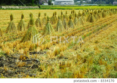 straw freshly, Chūbu region, shinano 8334170