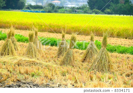 straw freshly, Chūbu region, shinano 8334171