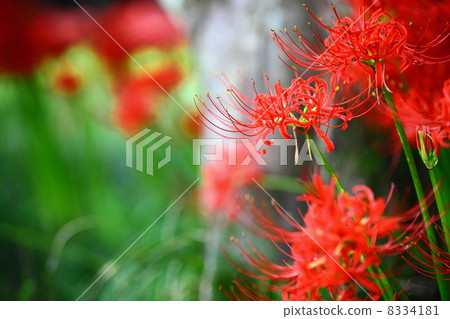 石蒜花 曼珠沙華 翠菊 8334181
