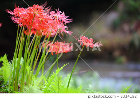 石蒜花 翠菊 被子植物 8334182