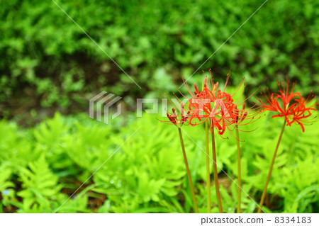 liliopsida, lycoris radiata, ghost flower 8334183