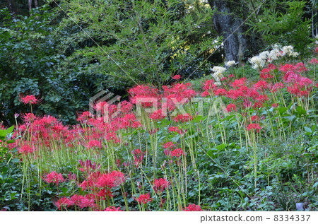 開花在傾斜的地面的紅色海星 8334337