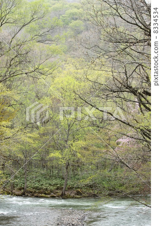 森林和河在早期的春天 8334534
