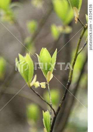 Sprout Sprout 8334536