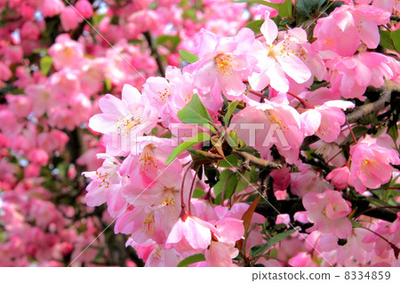 Kaido花 Kaido花 8334859