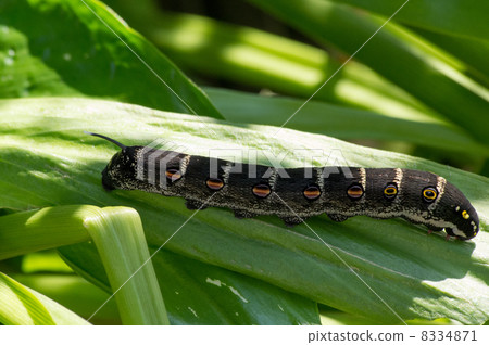Caterpillar larva 8334871