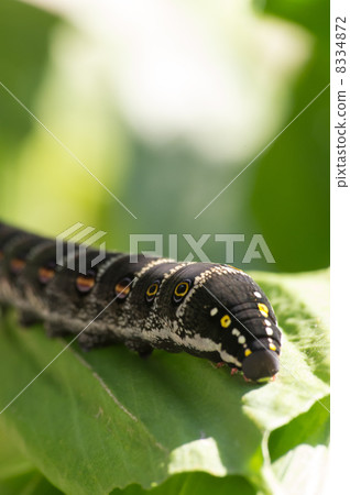 Caterpillar larva 8334872