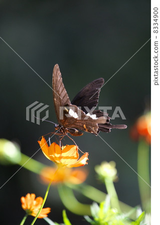 Monkeyeageha 8334900