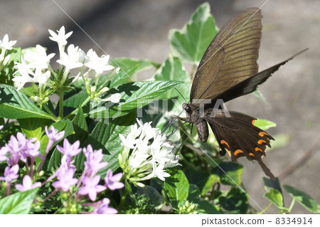 Monkeyeageha Monkeyeageha 8334914