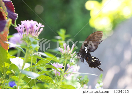 玉斑鳳蝶 玉斑鳳蝶 8334915