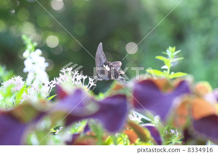 玉斑鳳蝶 8334916