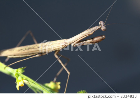 Kokamakiri Kokamakiri 8334923