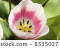 Tulips. 8335027