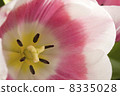 Tulips. 8335028