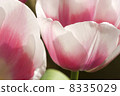 Tulips. 8335029