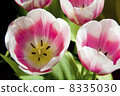 Tulips. 8335030